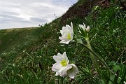 38 Anemone narcissino in apertura